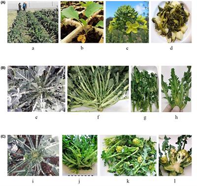 Bioactive compounds, antioxidant activity, and mineral content of bróquil: A traditional crop of Brassica oleracea var. italica
